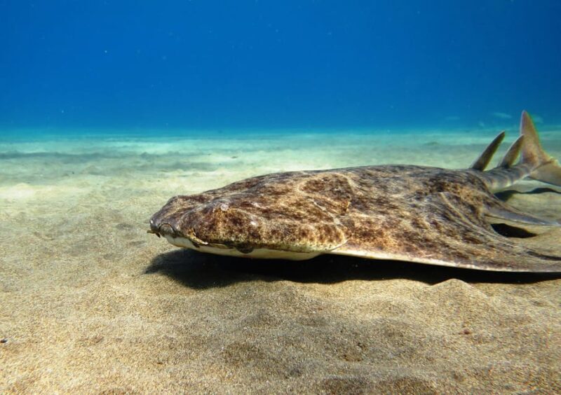 Lanzarote: 2 Guided Dives (Certified Divers Only) - Key Points