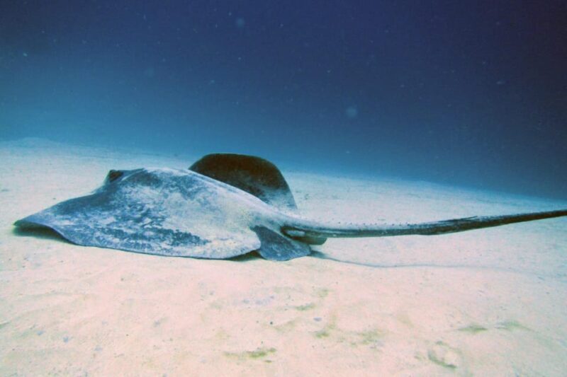 Lanzarote: 2 Guided Dives (Certified Divers Only) - What’s Included and What’s Not