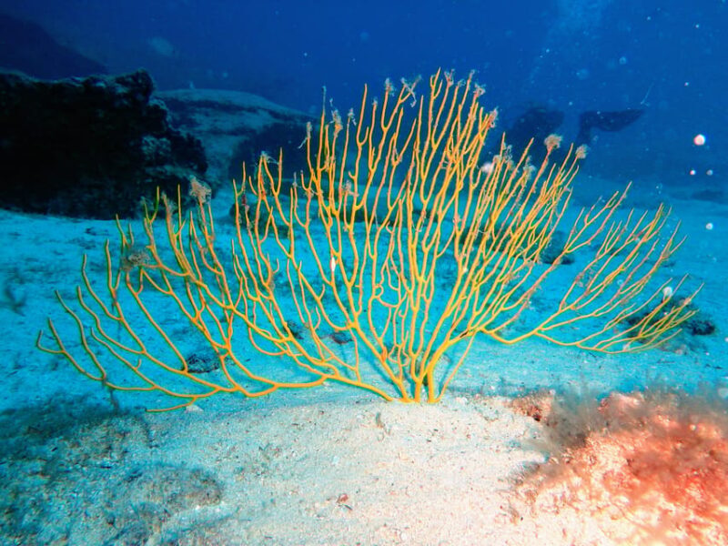Lanzarote: 2 Guided Dives (Certified Divers Only) - Who Should Consider This Tour?