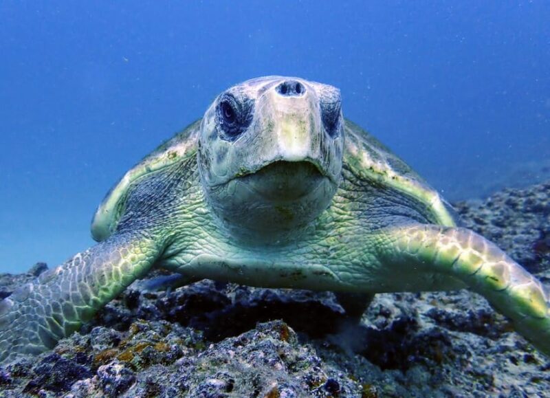 Lanzarote: 2 Guided Dives (Certified Divers Only) - Final Thoughts