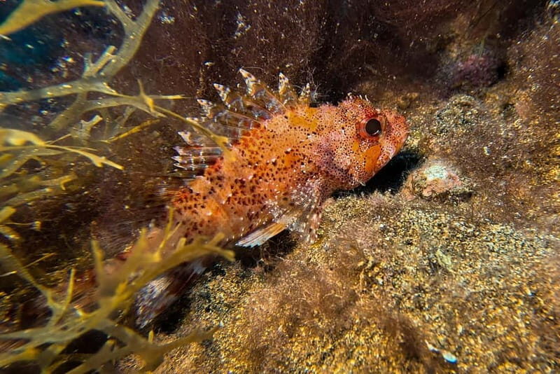 Lanzarote: Beginner Try Scuba Diving Costa Teguise (2 dives) - Authentic Perspectives from Travelers