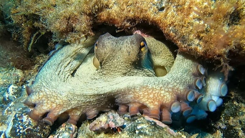 Lanzarote: Beginner Try Scuba Diving Costa Teguise (2 dives) - FAQs