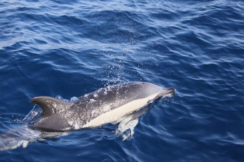 Lanzarote: Lobos Island Half-Day Dolphin Watching Trip - Key Points