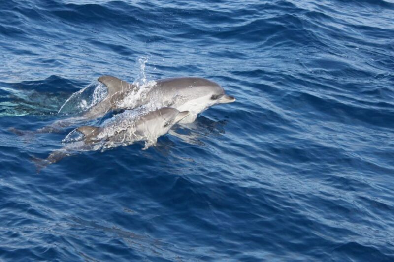 Lanzarote: Lobos Island Half-Day Dolphin Watching Trip - Authentic Traveler Feedback