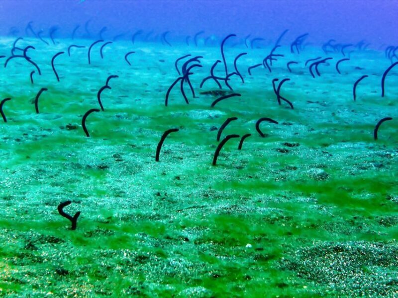 Lanzarote: Real Submarine Dive - The Sum Up