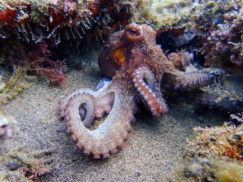 Lanzarote: Scuba Diving for Beginners - 1 Dive - Final Thoughts