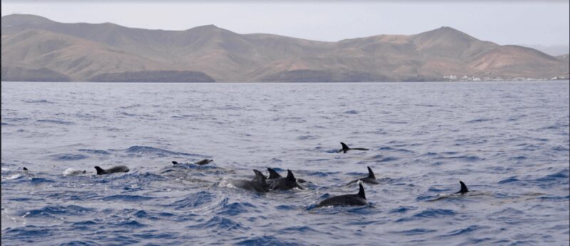 Lanzarote: Sea Safari Experience - What to Expect on the Sea Safari