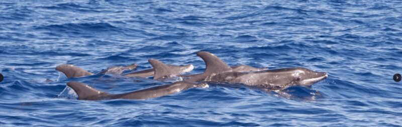 Lanzarote: Sea Safari Experience - Final Thoughts: Is It Worth It?