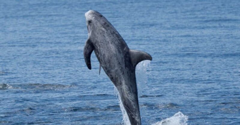 Lanzarote: Sea Safari Experience - FAQs