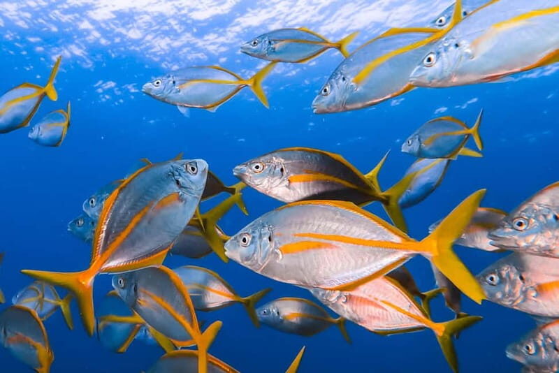 Lanzarote: Small-Group Discover Scuba Diving Costa Teguise - An Honest Look at the Discover Scuba Experience in Lanzarote