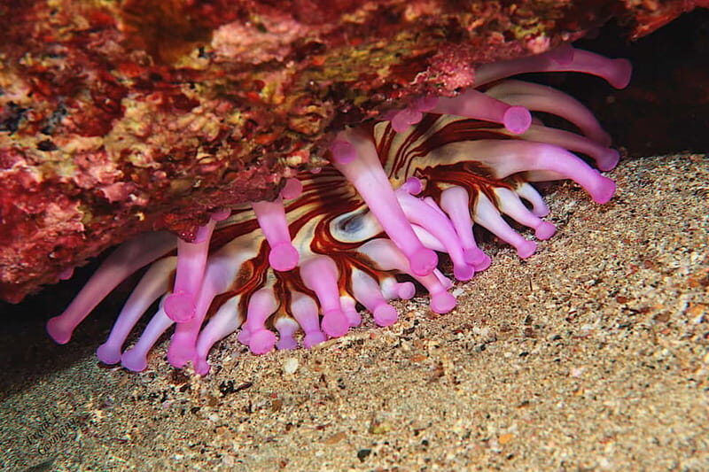 Lanzarote: Small-Group Discover Scuba Diving Costa Teguise - Final Thoughts