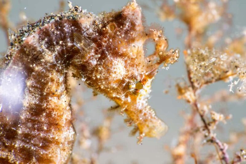 Lanzarote: SSI Scuba Diver Course with 2 Ocean Dives - Key Points