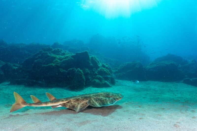 Lanzarote: SSI Scuba Diver Course with 2 Ocean Dives - What to Expect from the Lanzarote SSI Scuba Diver Course