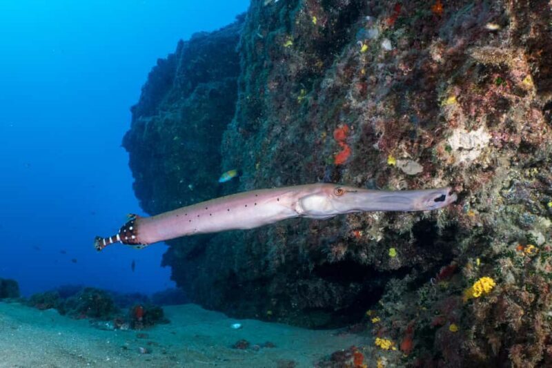 Lanzarote: SSI Scuba Diver Course with 2 Ocean Dives - Who Is This Best For?