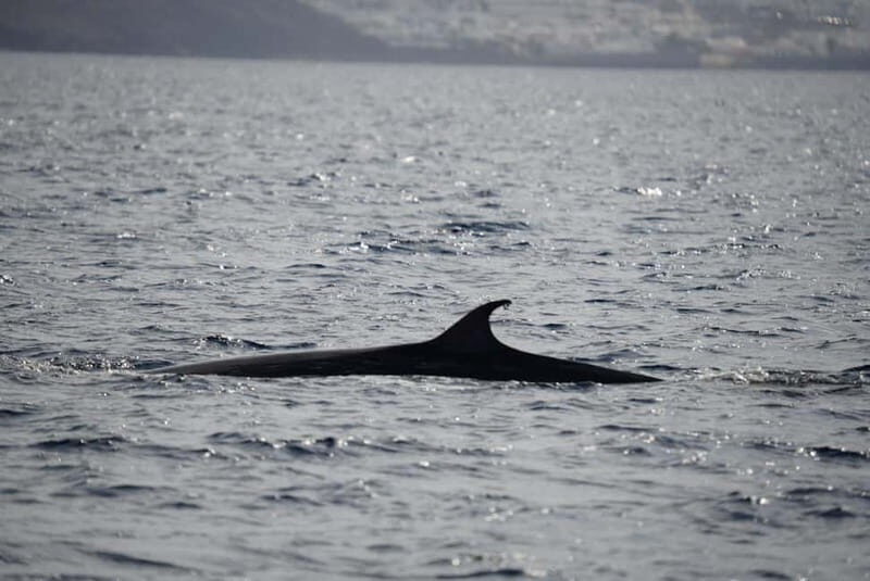 Lanzarote Sunset Experience with dolphin spotting - Key Points