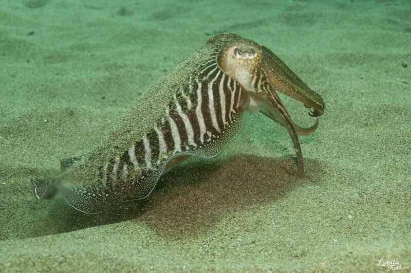 Lanzarote: Try Scuba Diving Experience - Authentic Traveler Feedback