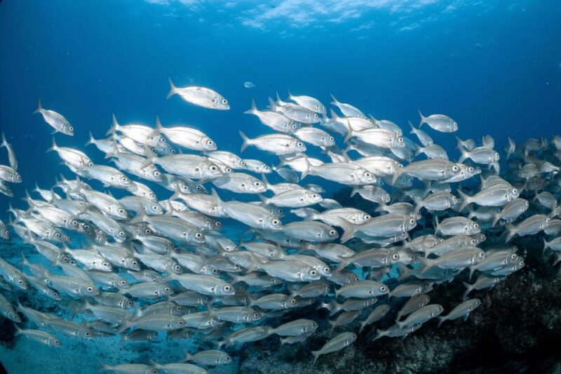 Lanzarote: Try Scuba Diving for Beginners - 2 Dives - What Makes This Experience Stand Out