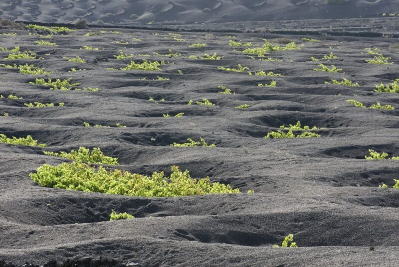 Lanzarote: Vineyard Tour with Wine and Chocolate Tasting - The Real Value of This Tour