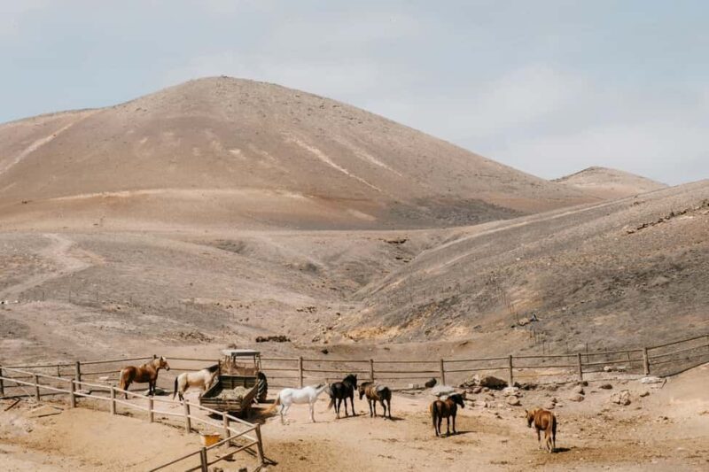 Lanzarote: Volcanic Landscape Horseback Riding Tour - Exploring Lanzarote on Horseback