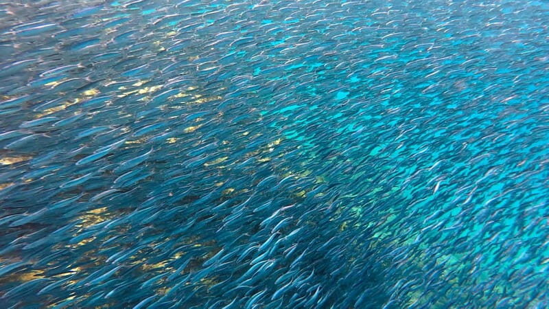 Lanzarote Your First Scuba Diving Experience - What to Expect from Your Lanzarote First Dive