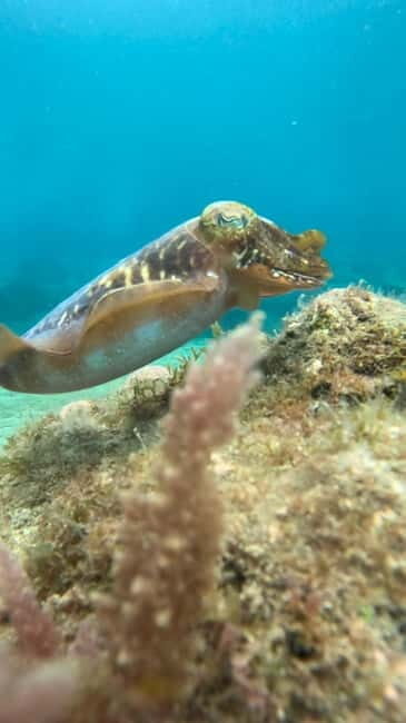 Lanzarote Your First Scuba Diving Experience - The Sum Up