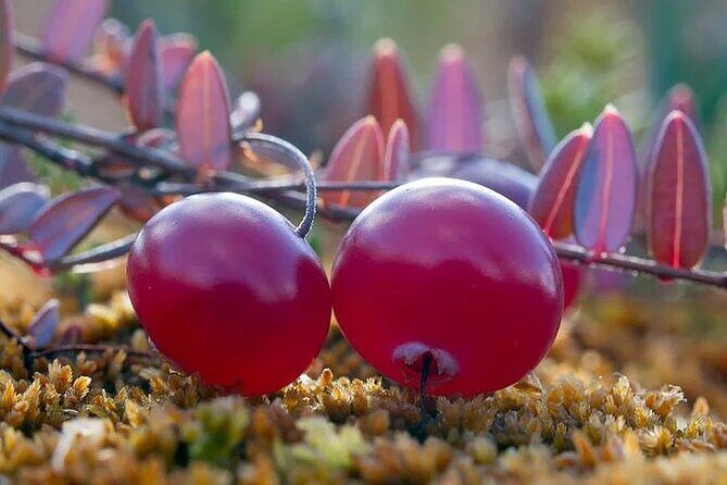 Lapland Berry Day Experience - Exploring the Lapland Berry Day Experience: A Honest Look