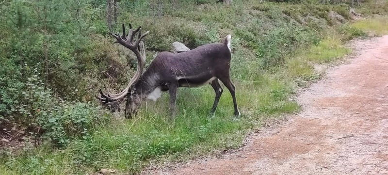 Lapland: Guided Hiking Tour in the Pristine Nature in Luosto - In-Depth Experience Breakdown