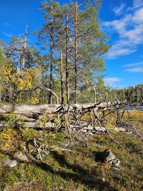 Lapland: Guided Hiking Tour in the Pristine Nature in Luosto - FAQ