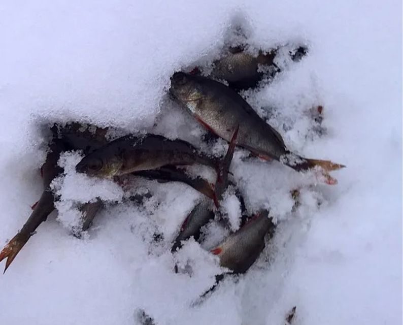 Lapland: Hiking, Ice Fishing, Floating & BBQ Snow Adventure - Who Is This Tour Best Suited For?