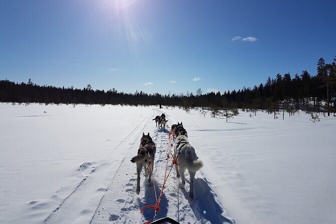 Lapland Reindeer and Husky Safari from Levi - Who Is This Tour Best For?