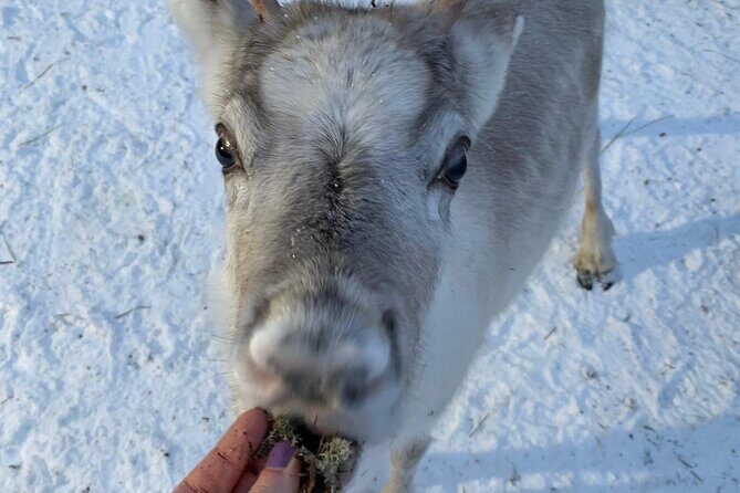 Lapland Reindeer and Husky Safari from Levi - FAQs