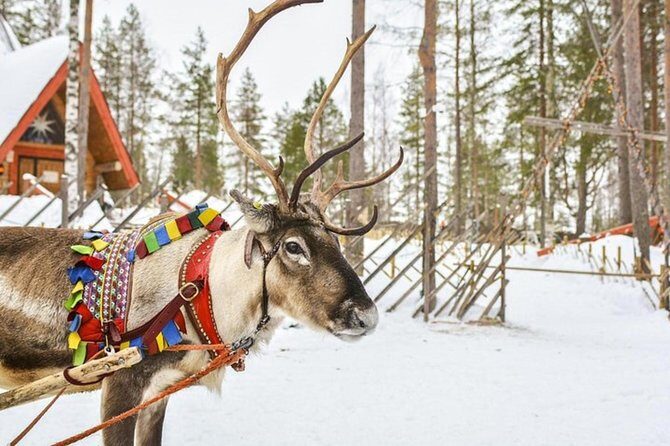 Lapland Reindeer and Husky Safari from Levi - Final Thoughts
