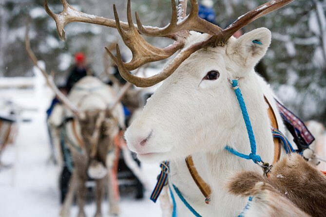 Lapland Reindeer and Husky Safari from Rovaniemi - What Makes This Tour Noteworthy?