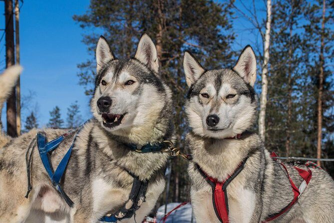 Lapland Reindeer and Husky Safari from Rovaniemi - Frequently Asked Questions