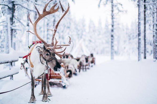 Lapland Reindeer Safari from Rovaniemi - Who Will Love This Tour?