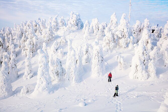 Lapland Winter Experience - What the Reviews Reveal