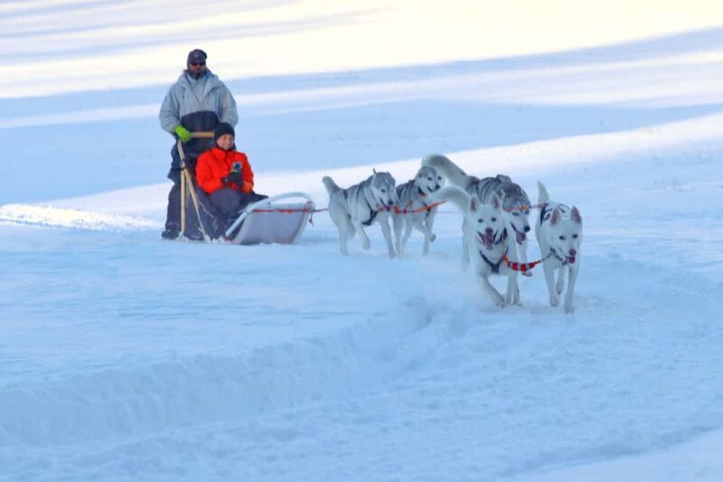 Lappeenranta: Husky Farm Visit and Sleigh Ride and Tiipii - What to Expect from the Tour