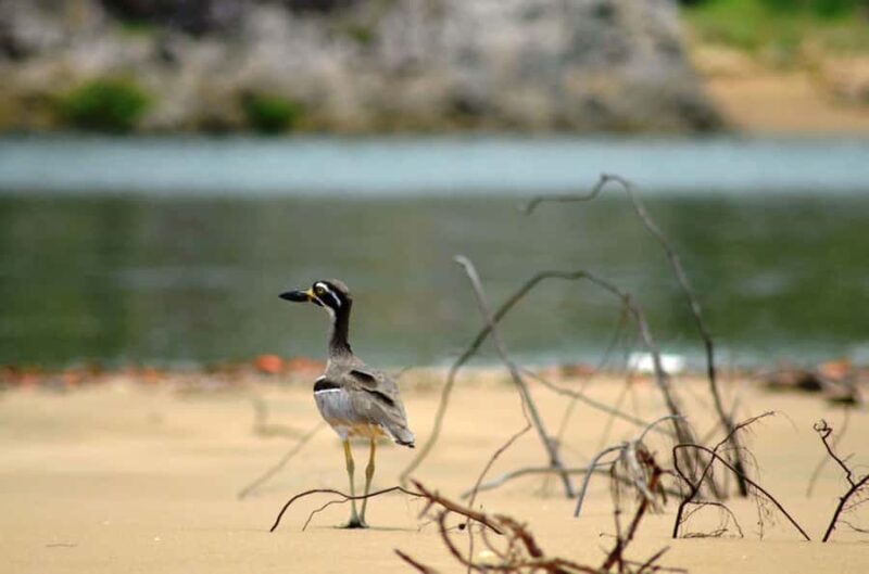 LARC! Paradise Tour: Beach, Lunch and Sandboarding - Frequently Asked Questions