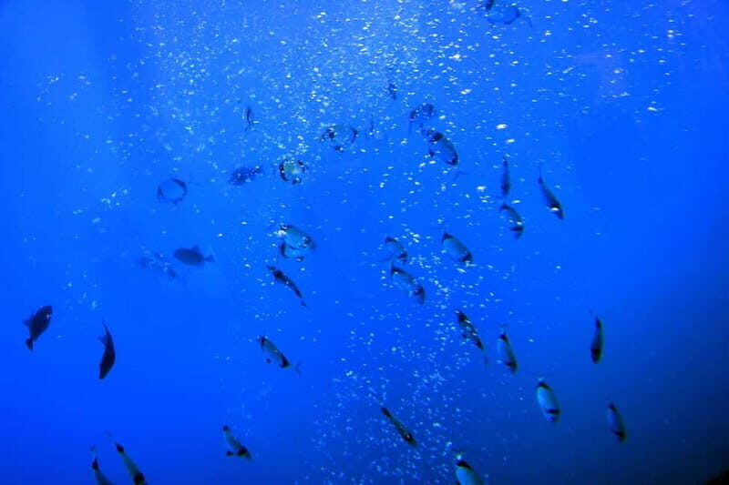 Larnaca: Yellow Submarine Swim Cruise with Unlimited Drinks - Key Points