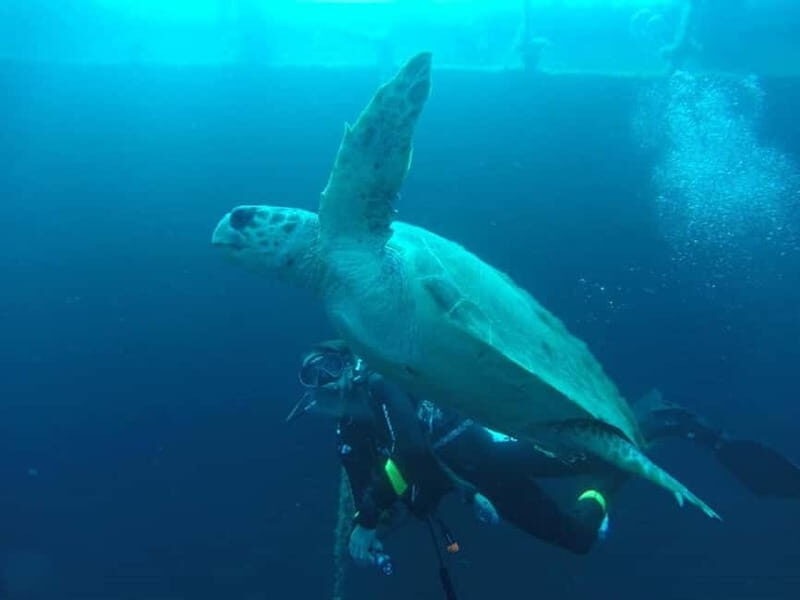 Larnaca: Zenobia Qualified Divers - Key Points