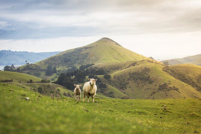 Larnach Castle Tour & Wildlife Cruise (Dunedin Shore Excursion) - Final Thoughts