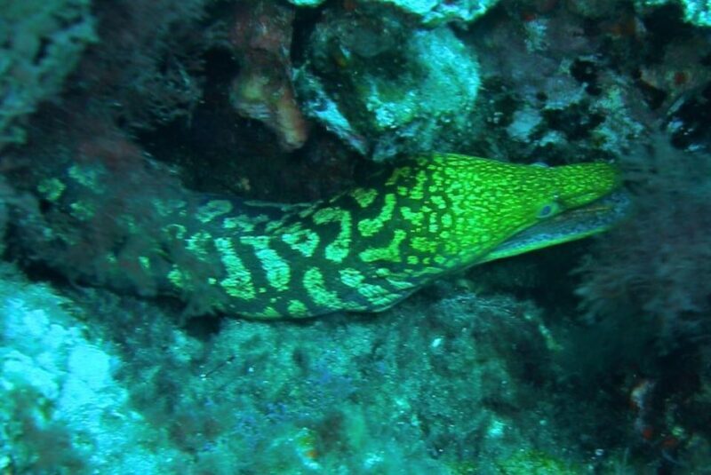 Las Canteras Scuba Diving - What to Expect During Your Las Canteras Scuba Tour