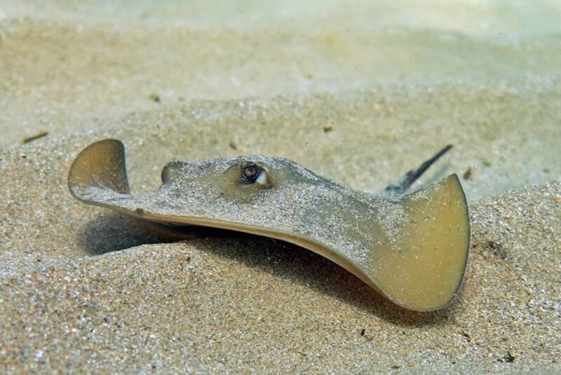 Las Canteras Scuba Diving - What the Reviews Say