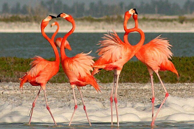 Las Coloradas and Rio Lagartos Day Tour from Cancun - FAQ