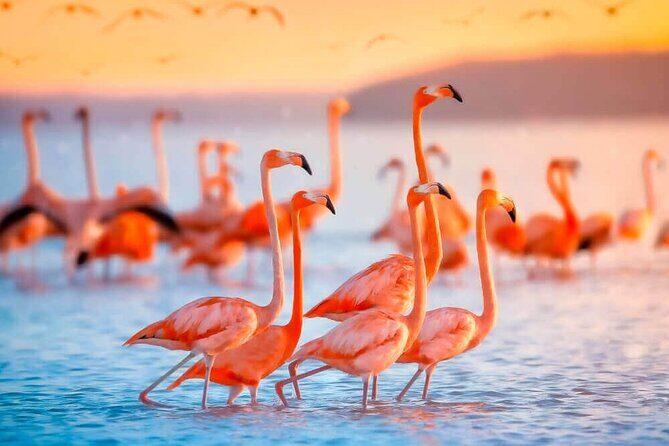 Las Coloradas and Rio Lagartos only from Merida - Visiting Las Coloradas: The Pink Lagoons