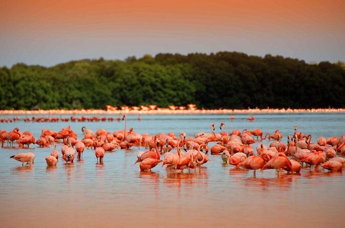 Las Coloradas and Rio Lagartos only from Merida - How the Day Unfolds