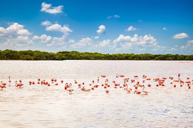 Las Coloradas and Rio Lagartos only from Merida - Practical Tips