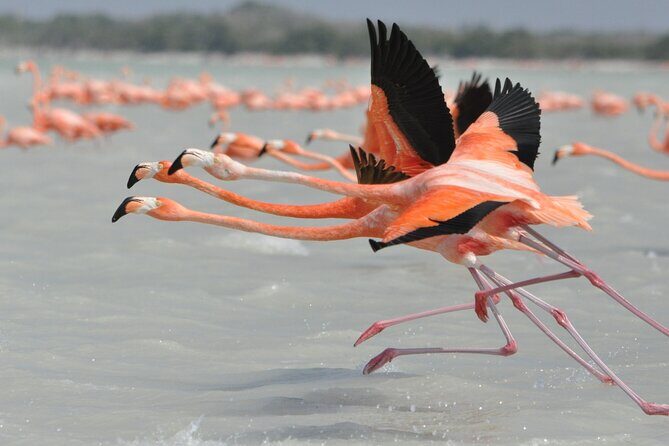 Las Coloradas and Rio Lagartos Tour with All Inclusive - Final Thoughts