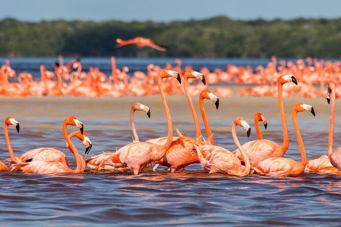 Las Coloradas and Rio Lizards private tour from Valladolid - FAQ