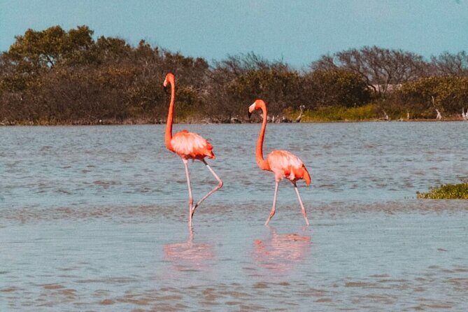 Las Coloradas & Río Lagartos with boat & Lunch from Mérida - Key Points